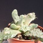 Collecion de JoseGon