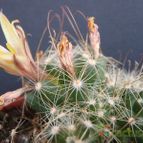 Collecion de JoseGon