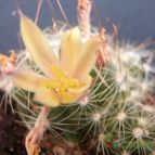 Collecion de JoseGon