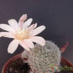Collecion de JoseGon
