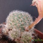Collecion de JoseGon
