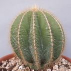 Collecion de JoseGon