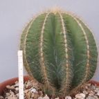 Collecion de JoseGon