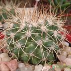 Collecion de JoseGon