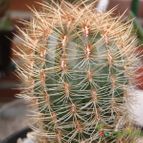 Collecion de JoseGon