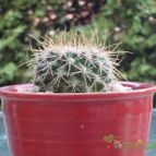 Collecion de JoseGon