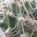 Collecion de JoseGon