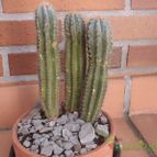 Collecion de JoseGon