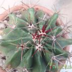 Collecion de JoseGon