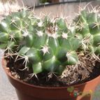 Collecion de JoseGon