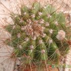 Collecion de JoseGon