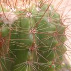 Collecion de JoseGon