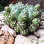 Collecion de JoseGon