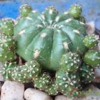 Collecion de JoseGon