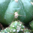 Collecion de JoseGon