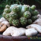 Collecion de JoseGon