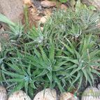 Collecion de JoseGon