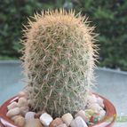 Collecion de JoseGon