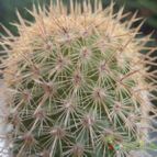 Collecion de JoseGon