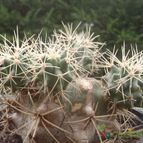 Collecion de JoseGon
