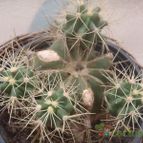 Collecion de JoseGon