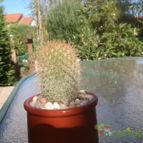Collecion de JoseGon
