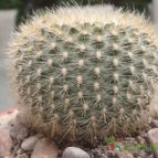 Collecion de JoseGon