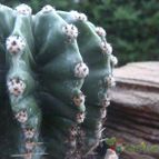 Collecion de JoseGon