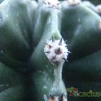 Collecion de JoseGon