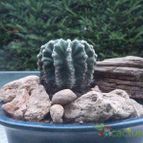 Collecion de JoseGon