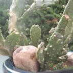 Collecion de JoseGon