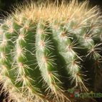 Collecion de JoseGon