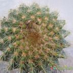 Collecion de JoseGon