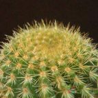 Collecion de JoseGon