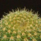 Collecion de JoseGon