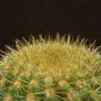 Collecion de JoseGon