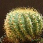 Collecion de JoseGon