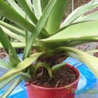 Collecion de JoseGon