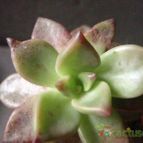 Collecion de JoseGon