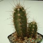 Collecion de JoseGon