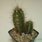 Collecion de JoseGon