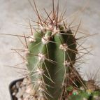 Collecion de JoseGon