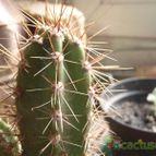 Collecion de JoseGon