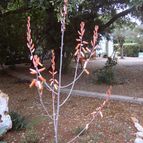 Aloe lolwensis