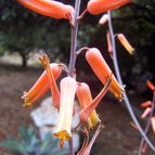 Aloe lolwensis