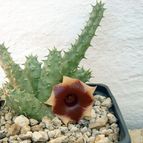 Huernia somalica  