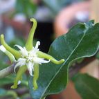 Fockea edulis