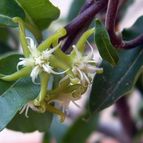 Fockea edulis