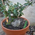 Fockea edulis