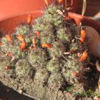Collecion de Juan-Carlos